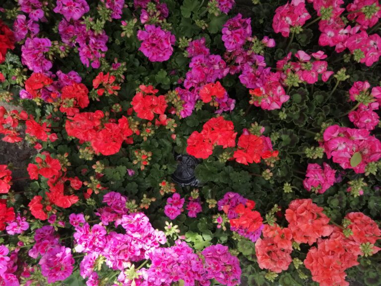 Pelargonie za odpady rozdane!